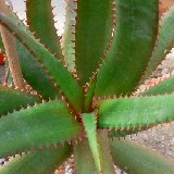 Aloe rupestris ex Lavr. (South Africa)